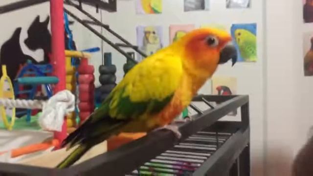 Приколы про попугаев