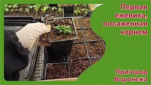 Проклевывается первая ежевика, размножаемая корнем