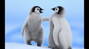 Как кричат пингвины? Пингвины разговаривают. Звуки пингвинов. Voice