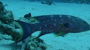 Дайвинг - Diving in Middle Gardens Bay - Red Sea - 05'2015