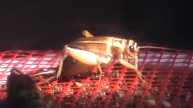 deposizione Acheta 3 смотреть онлайн