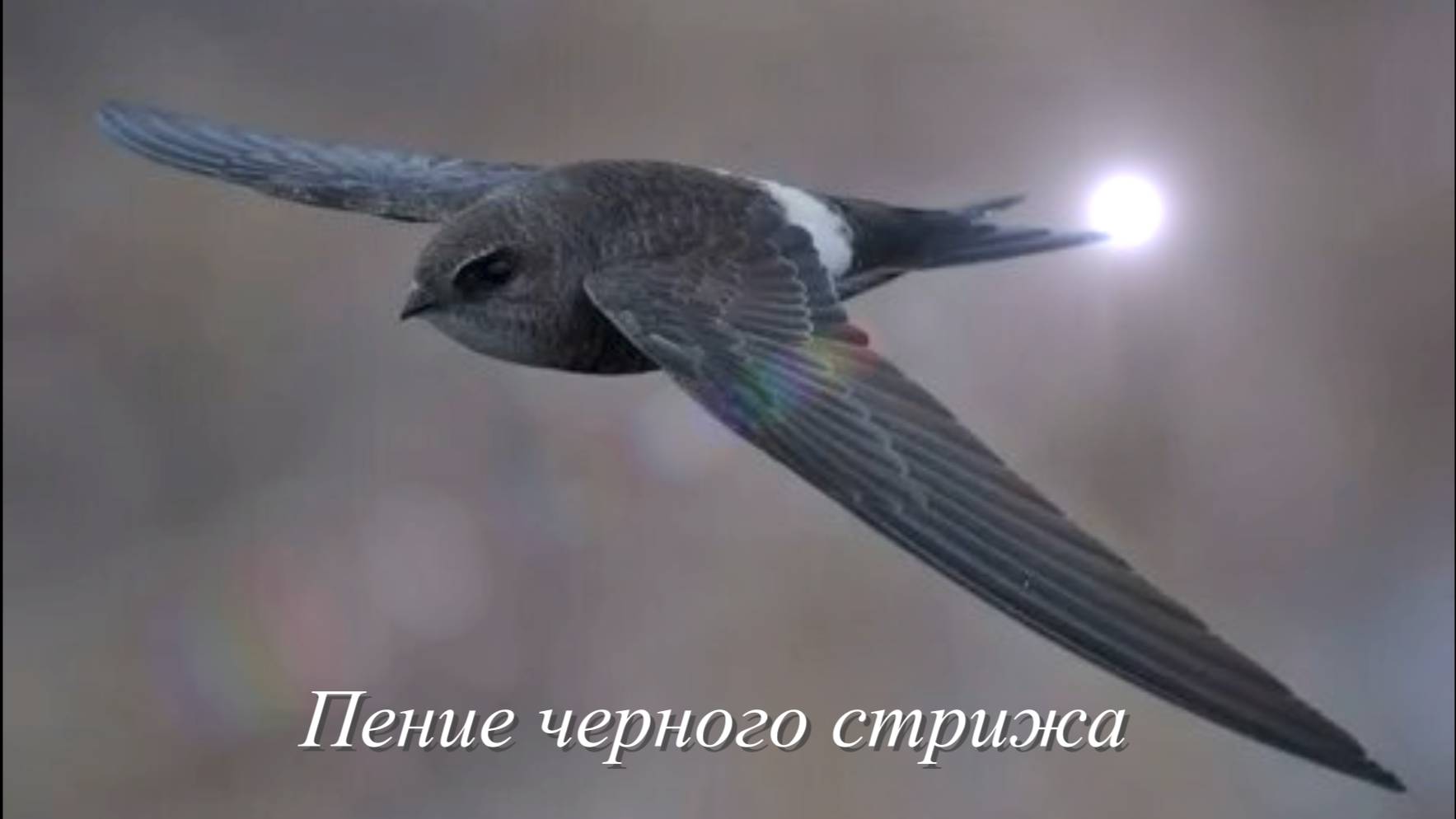 Звук