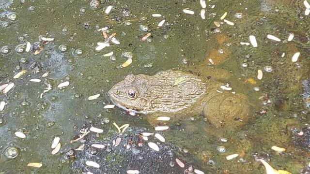 Saib Paag Dlej Pum Qaav 08/03/2024 смотреть онлайн