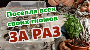 6 марта 2025 г. Первые посевы томатов. Гномы.