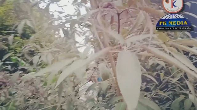 കരിനൊച്ചി | Willow-leaved justicia | കരുനൊച്ചി | Vitex trifolia | karinochi | Chaste Tree смотреть онлайн