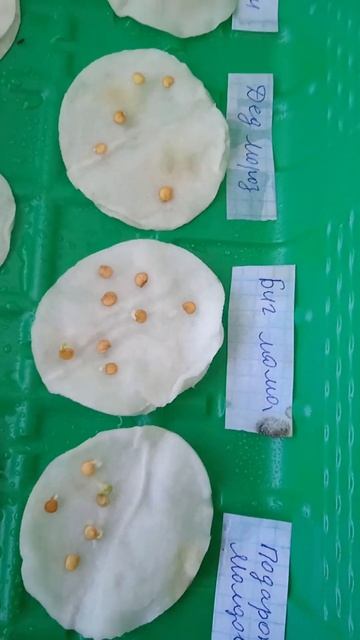 Семена перца хорошо проросли за 4 дня, но по разному смотреть онлайн