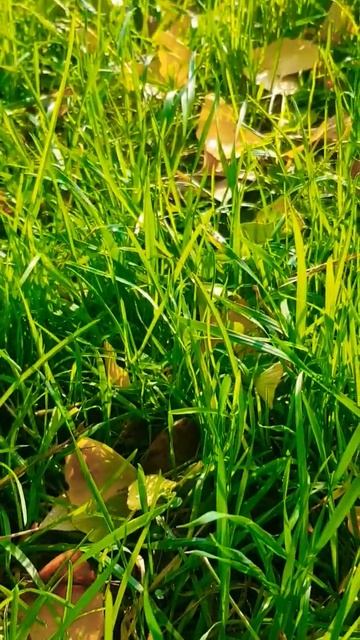 Зима в Сочи #sochi #сочи #зимавсочи смотреть онлайн