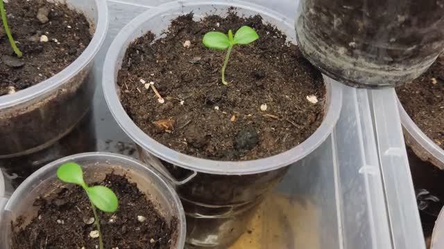 Эводия даниэля 2022 год смотреть онлайн