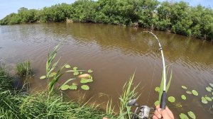 ЭТИ КАБАНЫ КЛЮЮТ И СРАЗУ ТЯНУТ В КОРЯЖНИК!!! ПОСТАВИЛ РАКОЛОВКИ И НАЛОВИЛ САЗАНОВ НА ЖМЫХ...