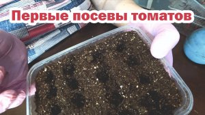 Первые посевы томатов