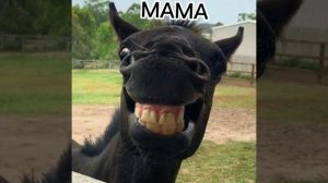 мама купи мне лошадь/🤣🤣🤣/лошадь/конь