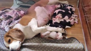 Щенкам бигля неделя.