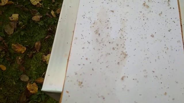 Результаты обработки пчел шнуром ТЭДА. смотреть онлайн