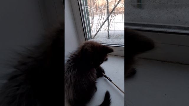 Мишулька на подоконнике.