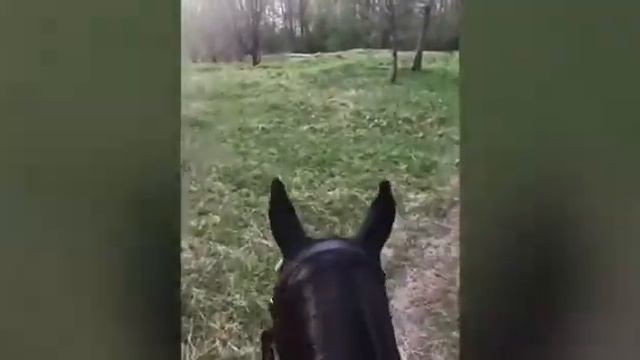 Верховые прогулки, обучение верховой езде.