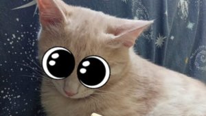 игрушки марсика