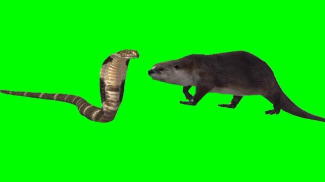 remove background video | green background video | Mongoose Snake смотреть онлайн