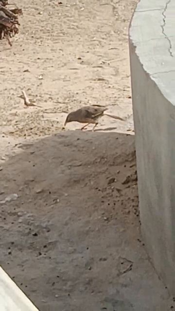 Natural Videography shorts  luckeydil_photography photography photographer wildlife