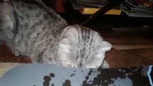 Каспер Изучает Скейт!