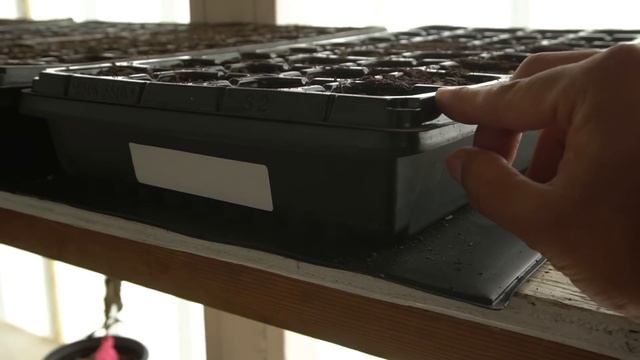 AVOID These 5 Seed Starting Mistakes смотреть онлайн