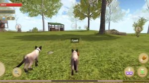 Играю в симулятор кошки часть 3 ( Cat Simulator)