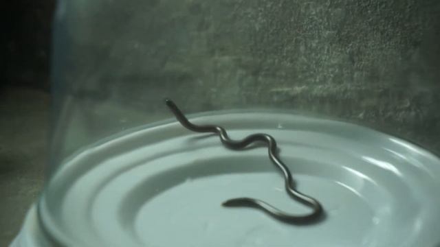 la culebrita más pequeña del mundo: leptotyphlopidae смотреть онлайн