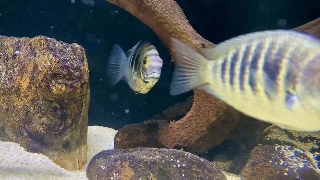 Etroplus canarensis “Canara Pearlspot” pair смотреть онлайн