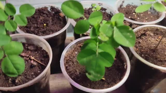 аморфа и другое смотреть онлайн