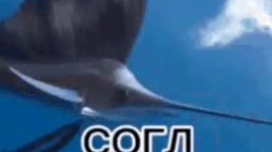 🐬
