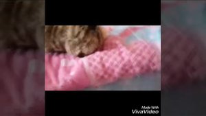 НЕНАВИЖУ КОШЕК!!!