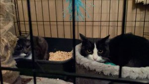 Молодежная политика - помощь животным