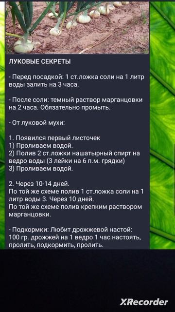 🧅 Советы по выращиванию ЛУКА смотреть онлайн