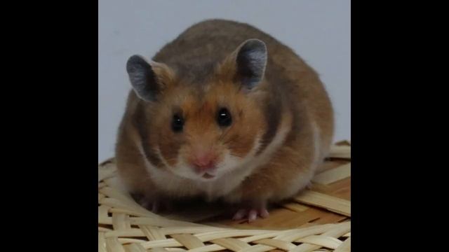 Сирийский хомячок