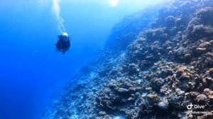 Red Sea Scuba Academy Hurghada Shehab Diving