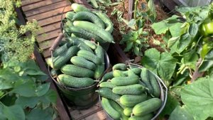 Собираю огурцы ведрами.