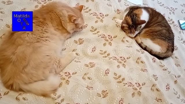 Синхронное лежание смотреть онлайн