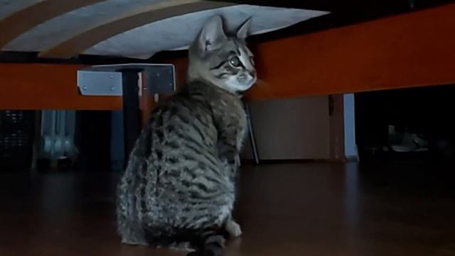 На усыновление котята на трёх лапках. Май 2024г. Москва и область смотреть онлайн