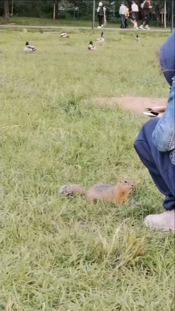 Кормим уточек и сусликов #shorts смотреть онлайн