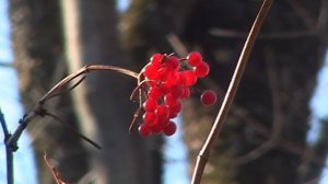 КЕДРОВАЯ ПАДЬ_13.43