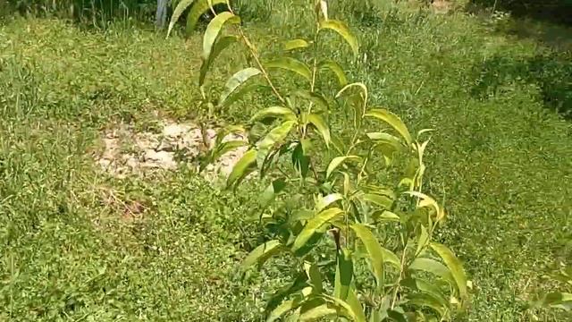 Праскови и нектарини без къдравост ( Taphrina deformans) смотреть онлайн