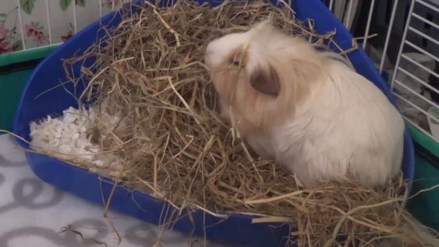 All About Neutering Guinea Pigs смотреть онлайн