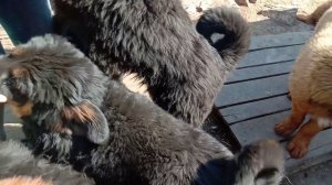 video_20190423_103813