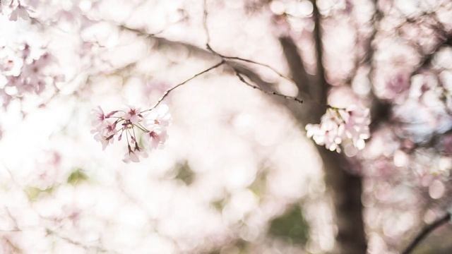 Bokeh, Shallow Depth of Field, and Lens Flare: Techniques for Stunning Cherry Blossom Photos смотреть онлайн
