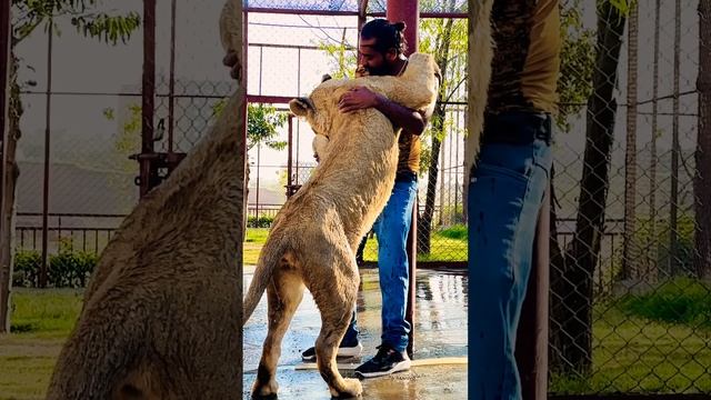 #music #love #bollywood #hindisong #tiger #savetheanimals #automobile смотреть онлайн