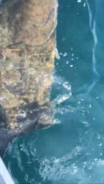 Alaska Fishing | Jigging for Halibut смотреть онлайн