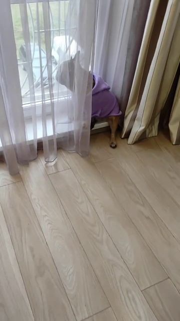 Бульдоги очень обидчивые #французскийбульдог #собака #бульдог #собакаприколы #одеждадлясобак