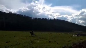 Обучение лошади Республика Алтай