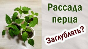 Рассада перца. Заглублять или нет? Исключение из правил.