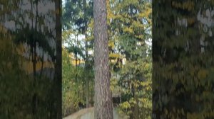 как убрать сухие ветки с высокого дерева?