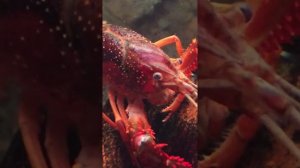 Lobster Henk 5 sitting in a tree